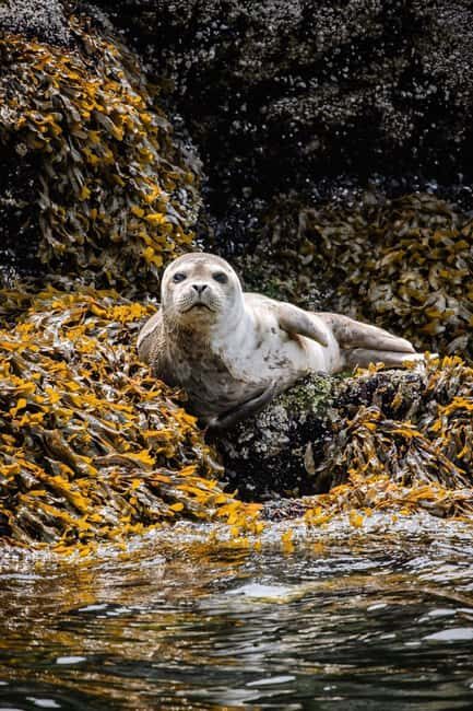 Vancouver: Snorkel, Kayak, and Seal Adventure Boat Tour - Value check: is $116 for seals, gear, and food actually fair?