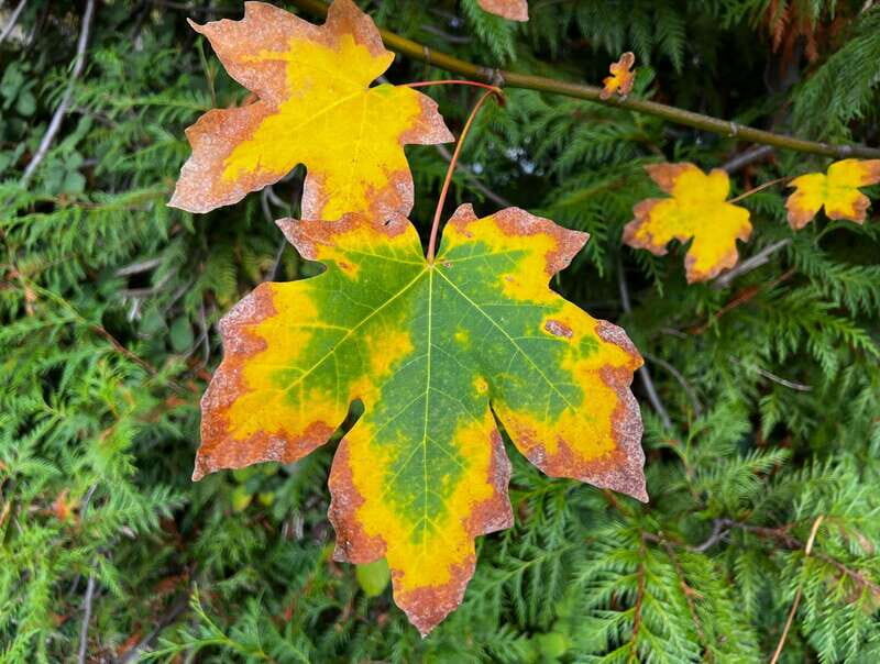 Vancouver: Stanley Park Talking Trees Tour - What to Bring (So Weather and Comfort Don’t Steal Your Focus)