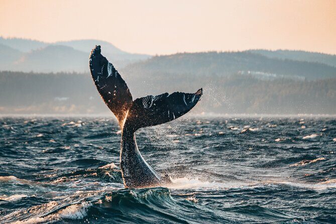 Vancouver Sunset Whale Watching Adventure with Free Photos - Key highlights before you go