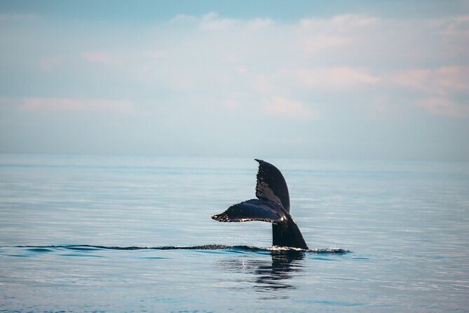 Vancouver Sunset Whale Watching Adventure with Free Photos - Why a Vancouver sunset-style whale cruise makes sense