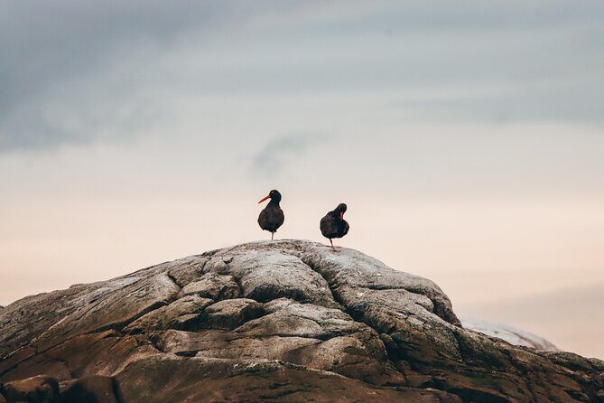Vancouver Sunset Whale Watching Adventure with Free Photos - The free photo package: memories without hogging your phone