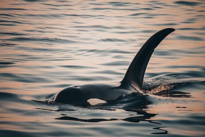 Vancouver Sunset Whale Watching Adventure with Free Photos - What the naturalists tell you on the ride