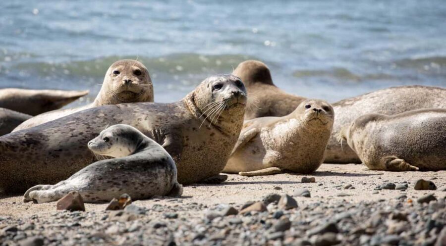 Vancouver UNESCO Biosphere Reserve Wildlife Scenic Boat Tour - Meeting at 6705 Nelson Ave: easy start, no fuss