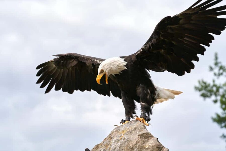 Vancouver UNESCO Biosphere Reserve Wildlife Scenic Boat Tour - Food and drinks: small inclusions that change the vibe