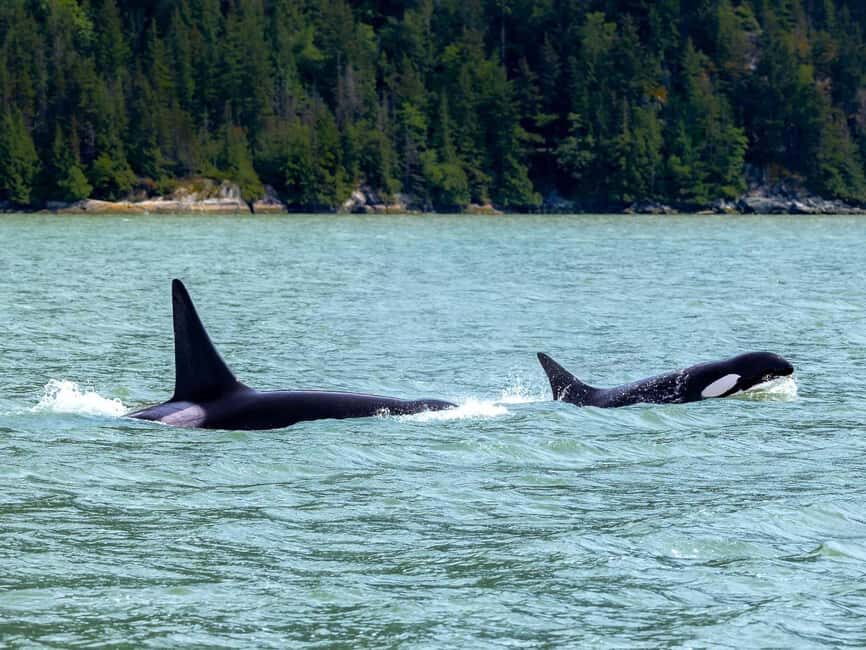 Vancouver UNESCO Biosphere Reserve Wildlife Scenic Boat Tour - Who should book this boat tour
