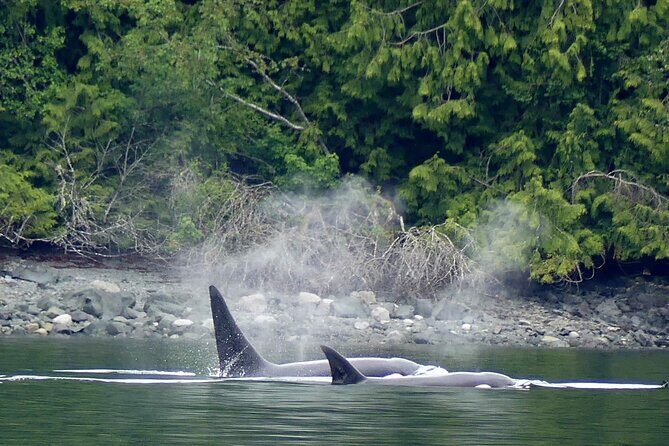 Vancouver UNESCO Biosphere Reserve Wildlife Scenic Boat Tour - Who should book this Howe Sound wildlife cruise?
