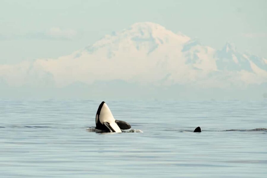 Vancouver: Zodiac Whale Watching Tour from Granville Island - Zodiac Speed Meets 360-Degree Whale Watching