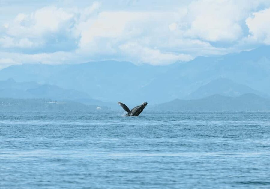 Vancouver: Zodiac Whale Watching Tour from Granville Island - Price and Value: Why $179 Can Be Worth It