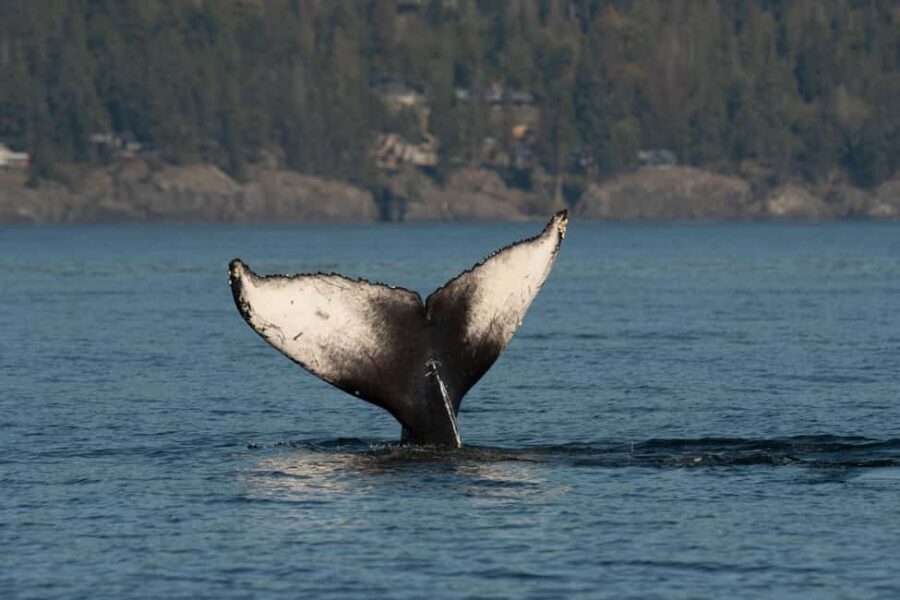 Vancouver: Zodiac Whale Watching Tour from Granville Island - Should You Book This Vancouver Zodiac Whale Watching Tour?