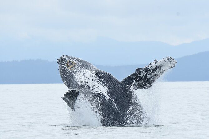 Vancouver's Intimate West Coast Whale Watching Experience - Key points before you go