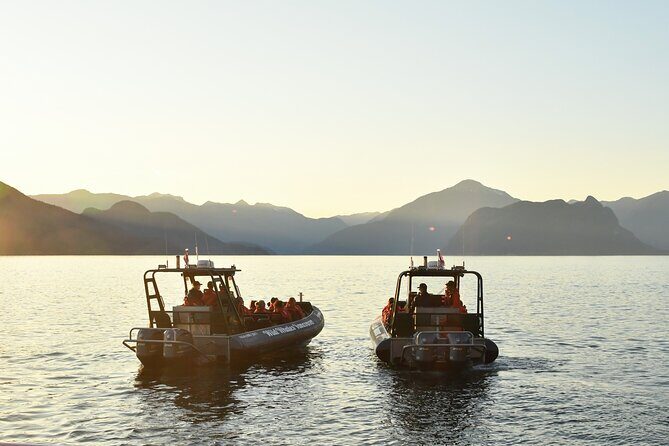 Vancouver's Intimate West Coast Whale Watching Experience - What you’ll look for: orcas, humpbacks, seals, sea lions, and seabirds