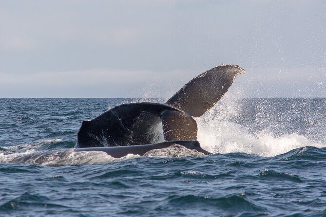 Vancouver's Intimate West Coast Whale Watching Experience - What’s included onboard (and what you’ll need to bring)