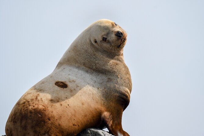 Vancouver's Intimate West Coast Whale Watching Experience - Price and value: is $177.59 worth it?
