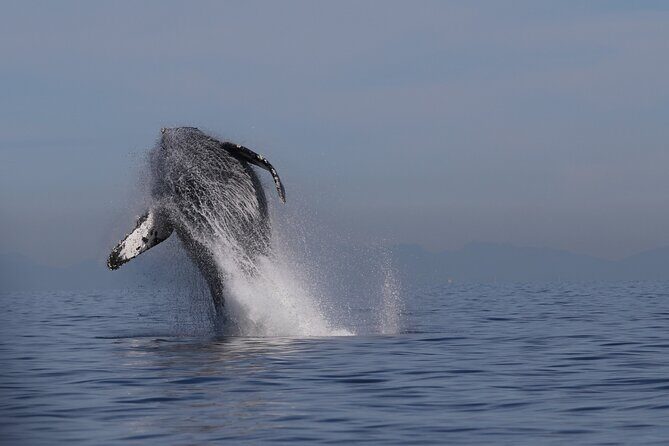 Whale Watching Adventure from Vancouver BC - Key Highlights You’ll Care About