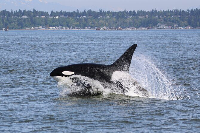 Whale Watching Adventure from Vancouver BC - From Georgia Strait to the Gulf Islands: The Route Strategy