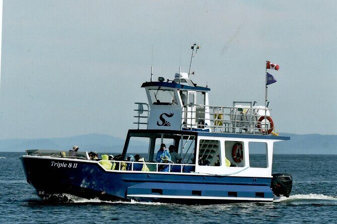 Whale Watching Adventure from Vancouver BC - What You’re Actually Looking For: Whales, Seals, Porpoises, and Birds