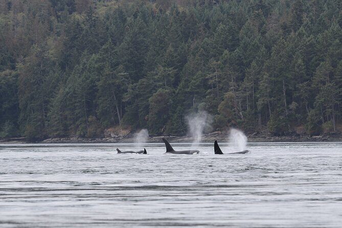 Whale Watching Adventure from Vancouver BC - Comfort and Safety on the Water: Staying Ready for Wind and Motion