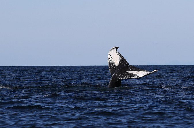 Whale Watching Adventure from Vancouver BC - Pricing and Value: What $184 Buys You
