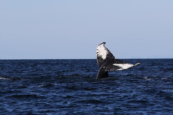 Whale Watching Adventure from Vancouver BC - The Actual Experience Flow: What Happens Once You Arrive