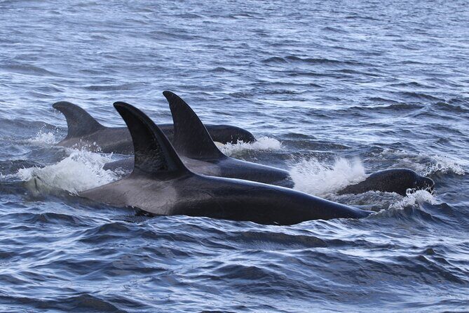 Whale Watching Adventure from Vancouver BC - The 4-Hour Window: What the Time Really Feels Like