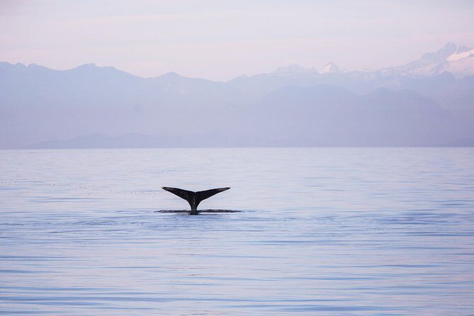 Whale-Watching Tour from Vancouver - The boat experience: comfort, photo time, and how spotting actually happens