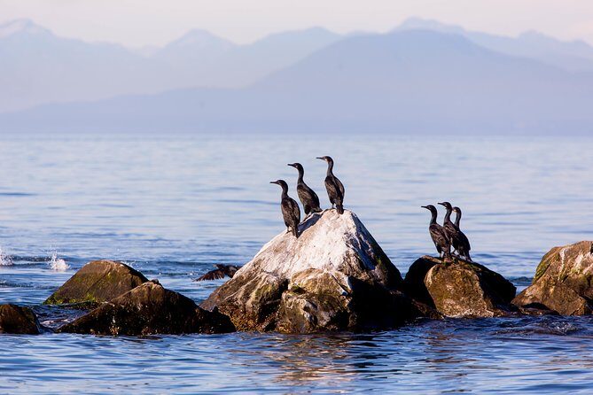Whale-Watching Tour from Vancouver - The half-day rhythm: from check-in to Gulf and San Juan waters and back