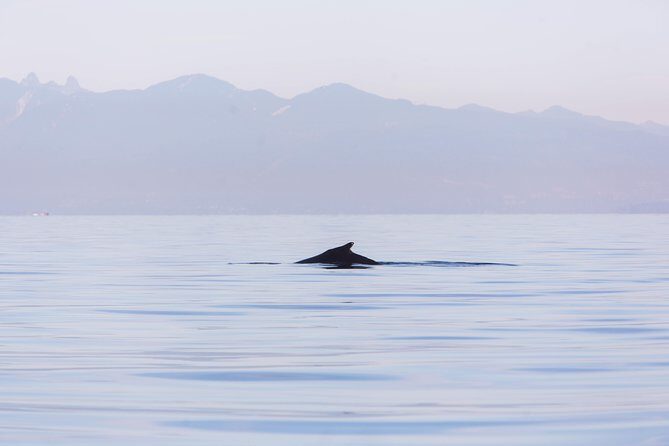 Whale-Watching Tour from Vancouver - Getting there from downtown Vancouver: shuttle option and the Steveston pivot