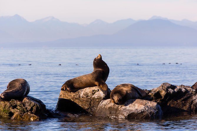 Whale-Watching Tour from Vancouver - What marine life you can plan to spot: orcas, humpbacks, seals, and more