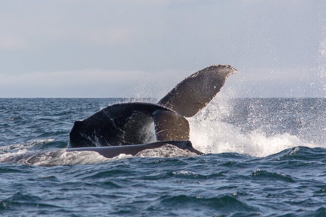 Wild Whale Watching Experience - Open Air Vessel - Wildlife Beyond Whales: Sea Lions, Seals, Eagles, and Porpoises