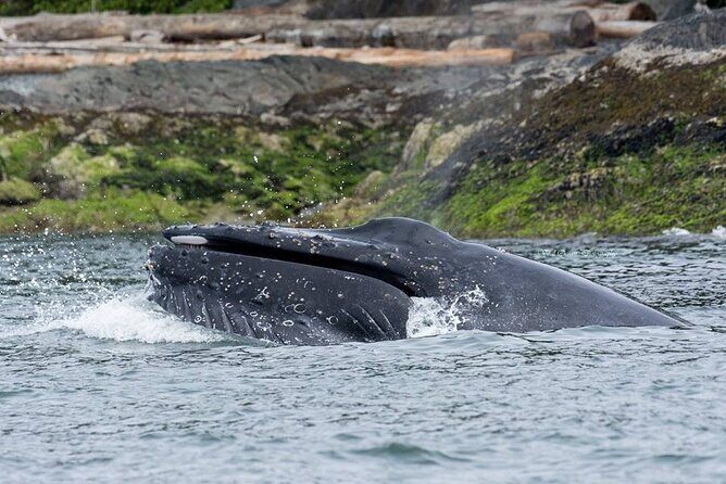 Wild Whale Watching Experience - Open Air Vessel - What’s Included: Suit, Water, Sunscreen, Field Guides, and Small Comforts That Matter