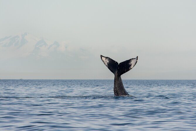 Wild Whale Watching Experience - Open Air Vessel - The Strait of Georgia Whale Hunt: How the Guide Helps You Spot More